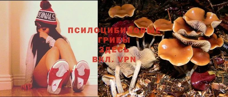 что такое наркотик  Николаевск  Псилоцибиновые грибы Psilocybe 